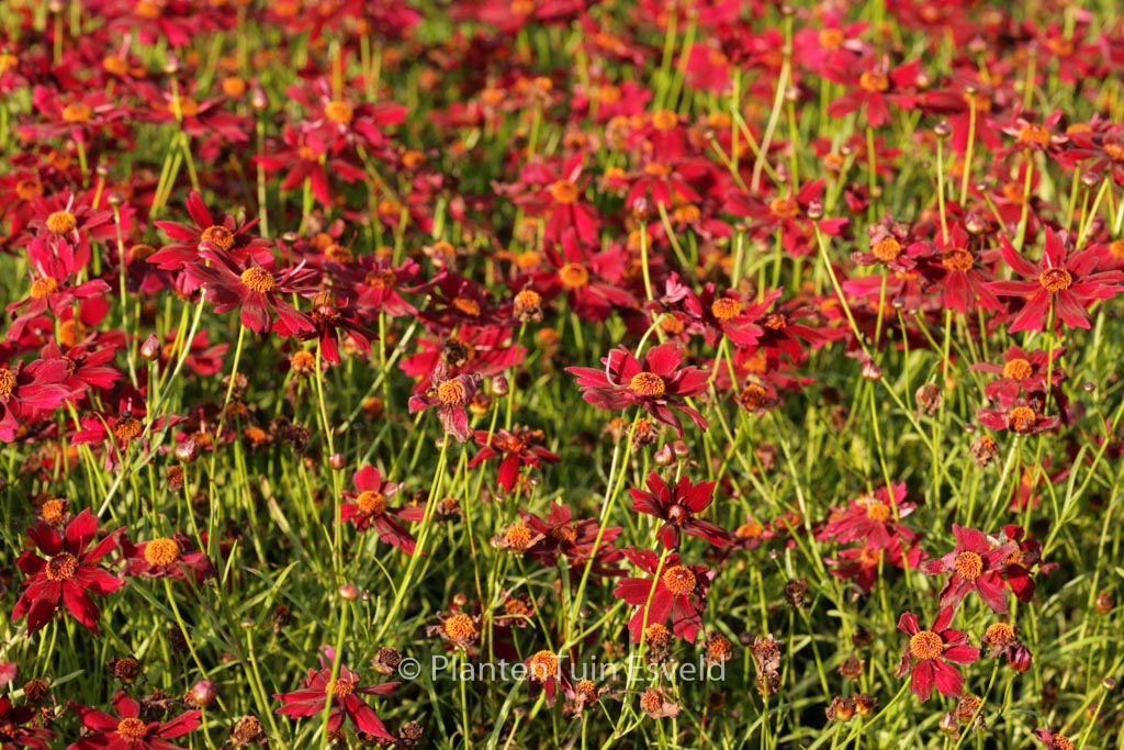 Coreopsis ‚Limerock Ruby‘