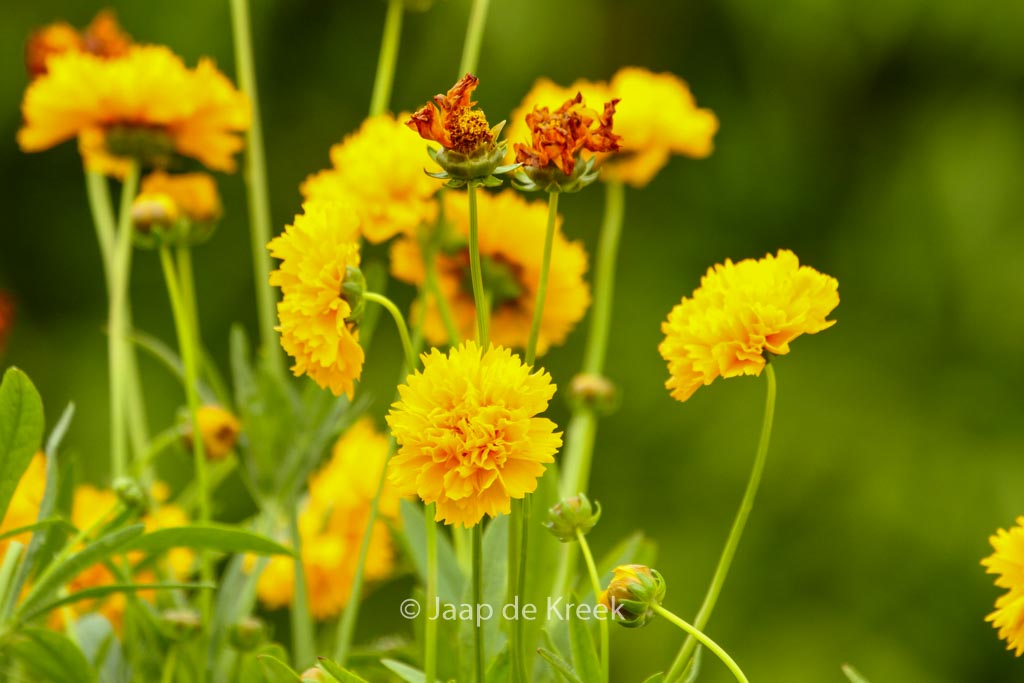 Coreopsis grandiflora ‚Early Sunrise‘