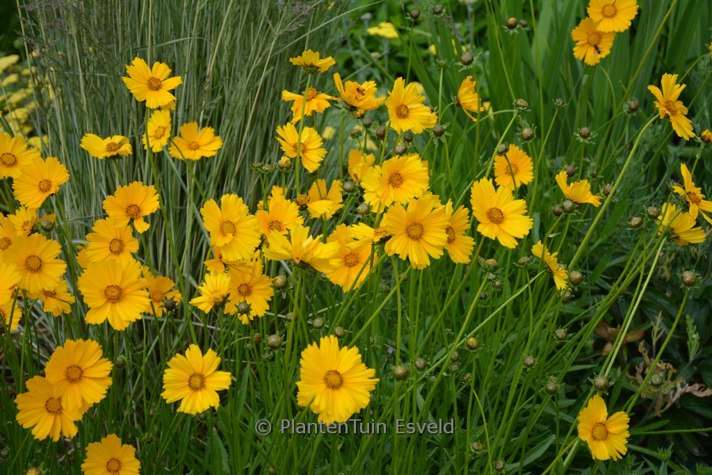 Coreopsis grandiflora ‚Schnittgold‘