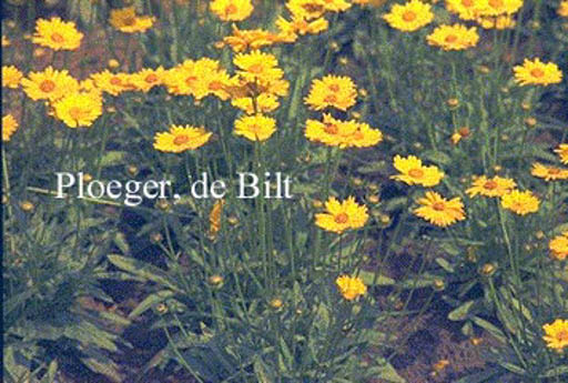 Coreopsis grandiflora ‚Sonnenkind‘