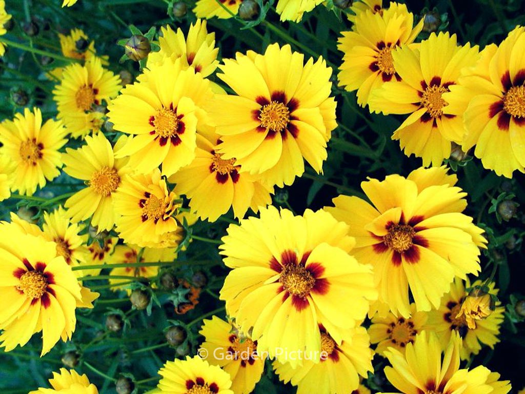 Coreopsis lanceolata ‚Sterntaler‘