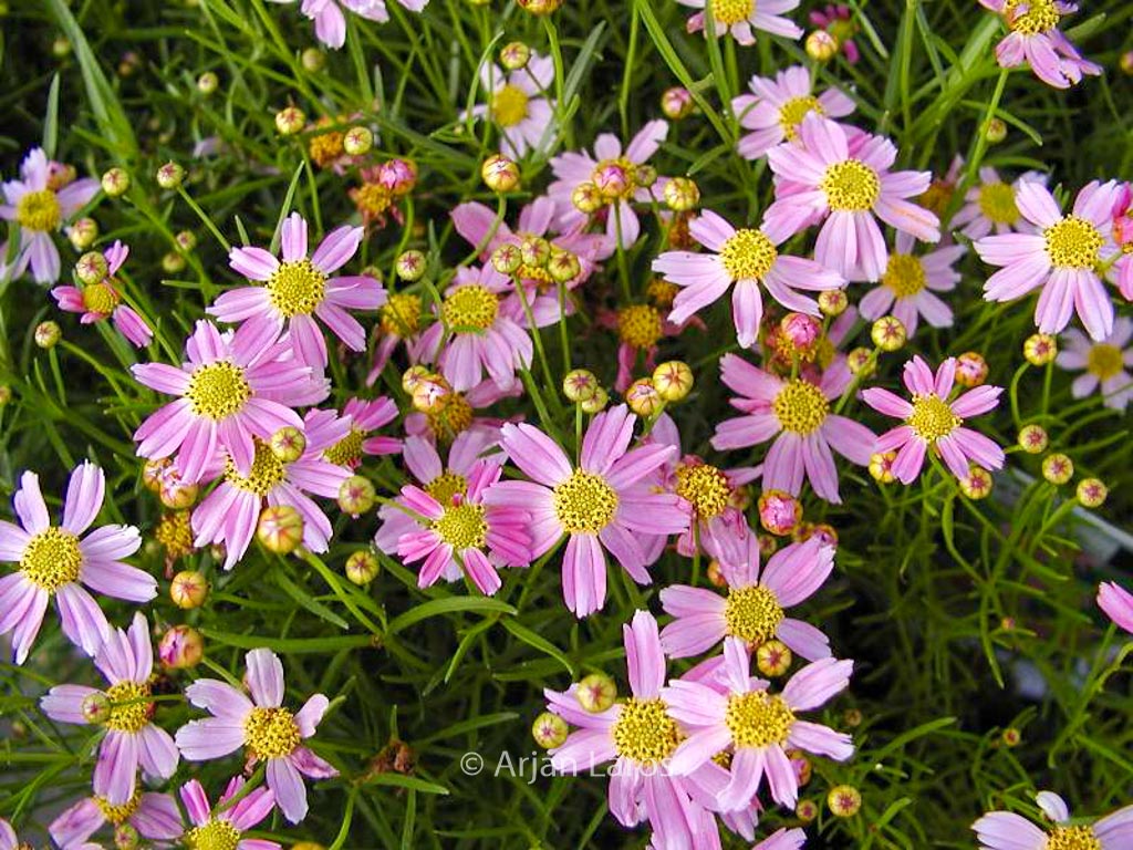 Coreopsis rosea ‚American Dream‘