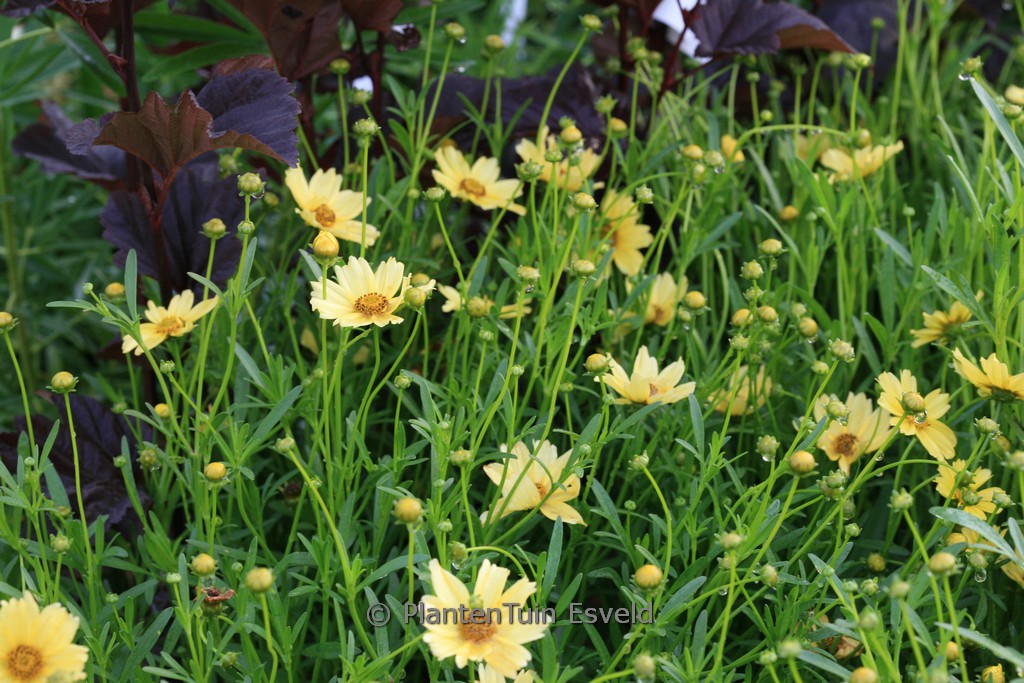 Coreopsis rosea ‚Creme Brulee‘