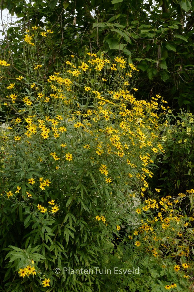 Coreopsis tripteris