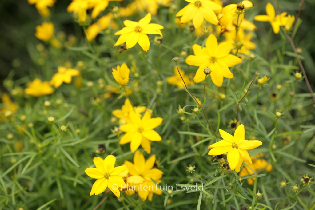 Coreopsis verticillata ‚Grandiflora‘