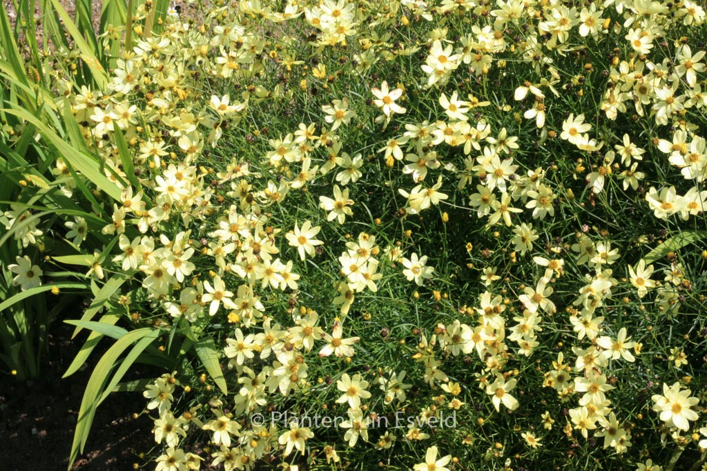 Coreopsis verticillata ‚Moonbeam‘