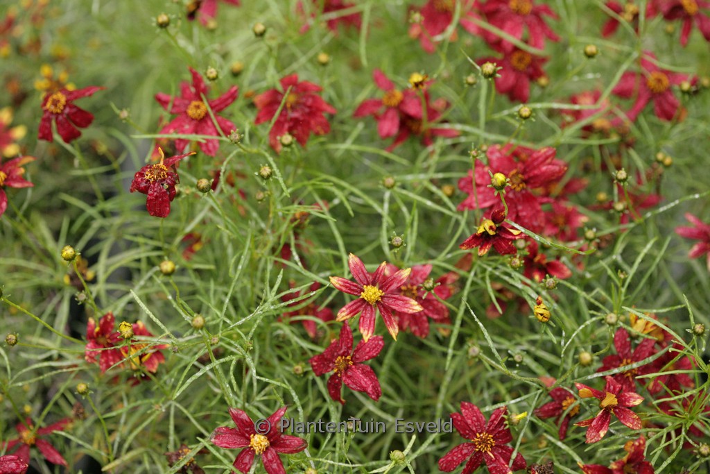 Coreopsis verticillata ‚Route 66‘