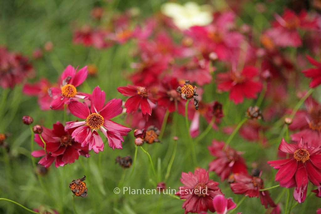 Coreopsis verticillata ‚Ruby Red‘