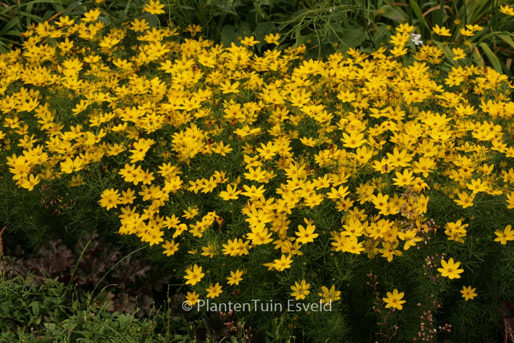 Coreopsis verticillata ‚Zagreb‘