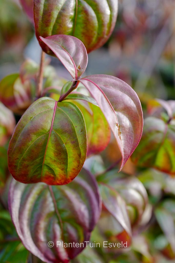 Cornus ‚Blooming Pink Tetra‘