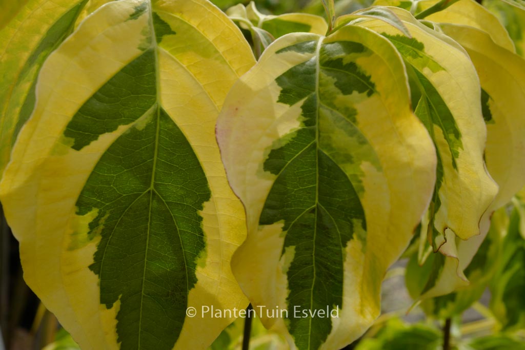 Cornus ‚Celestial Shadow‘