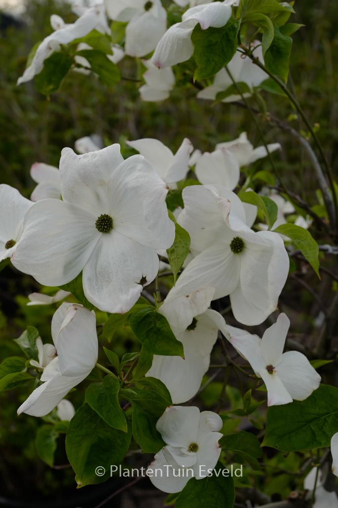 Cornus ‚Eddie’s White Wonder‘