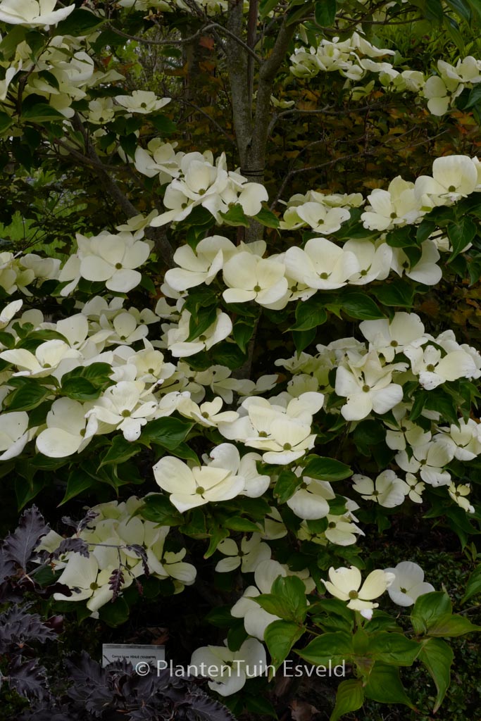 Cornus ‚KN-30-8‘ (VENUS)