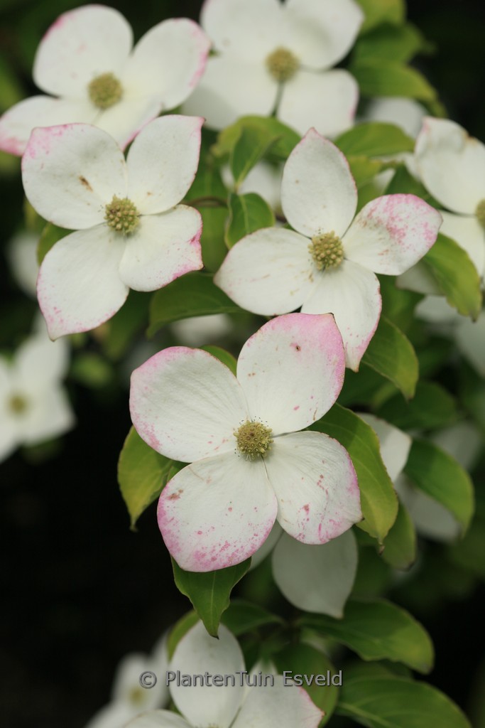 Cornus ‚Norman Hadden‘