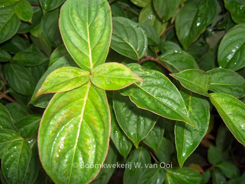 Cornus ‚Porlock‘
