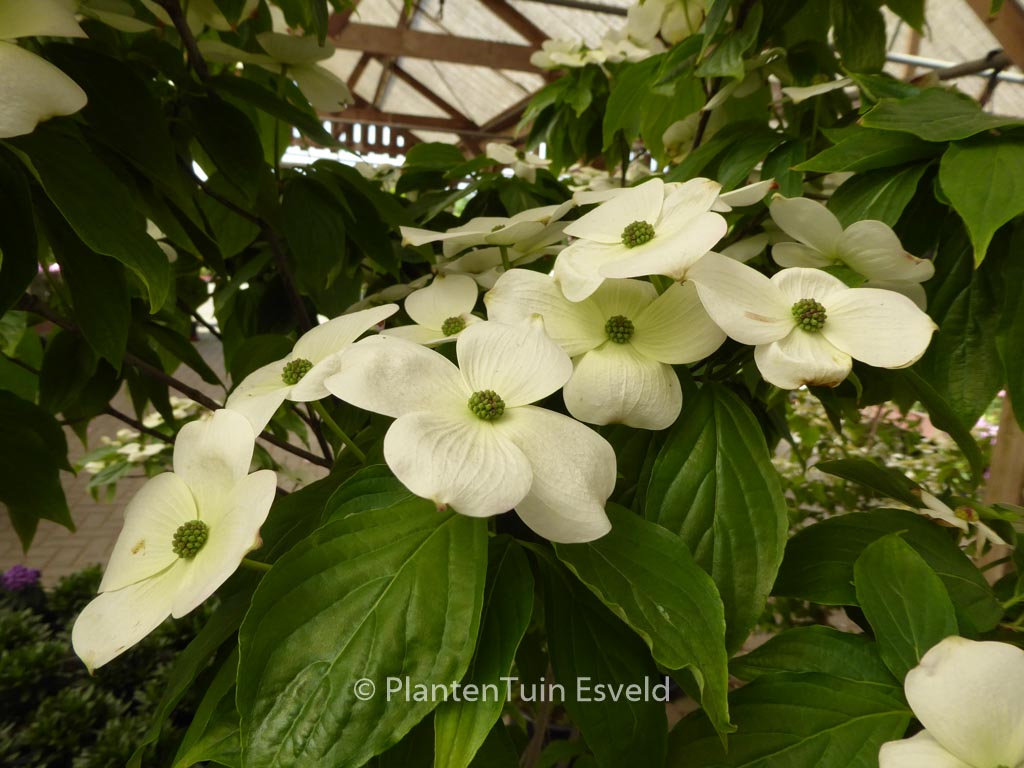 Cornus ‚Rutcan‘ (CONSTELLATION)