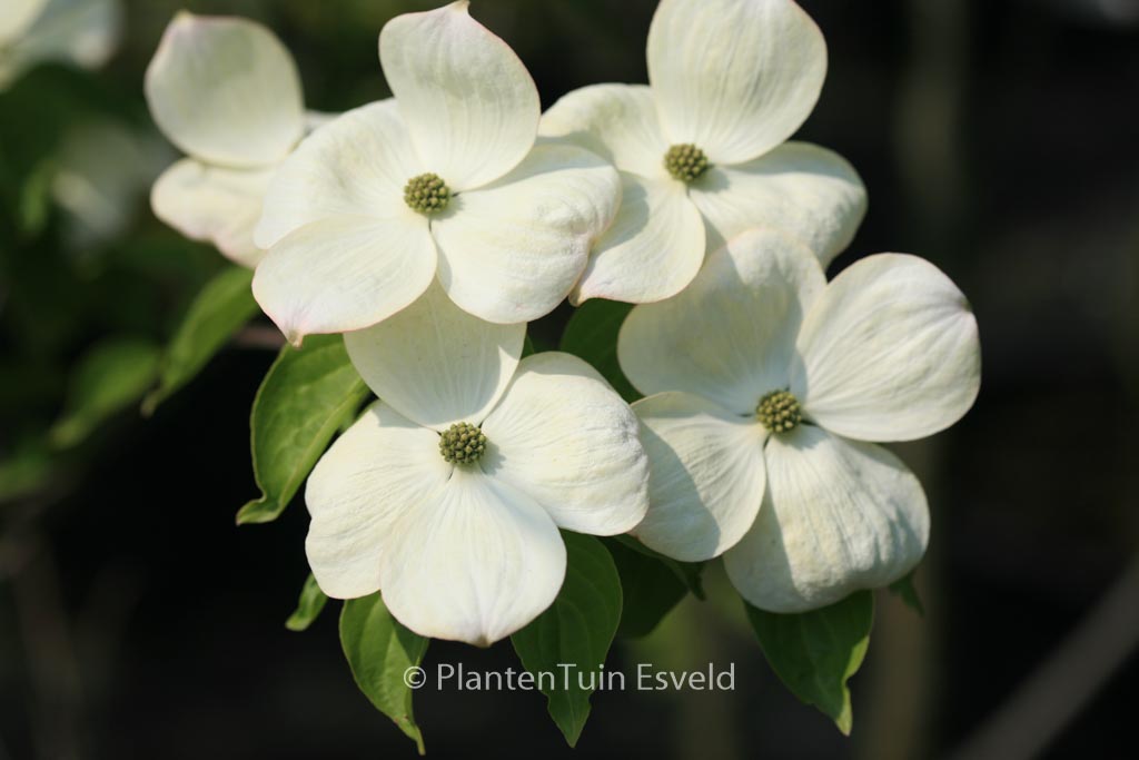 Cornus ‚Rutdan‘ (CELESTIAL / GALAXY)