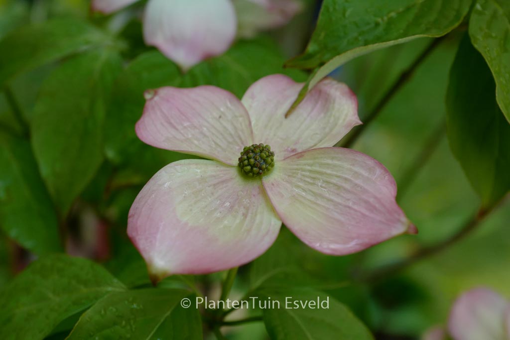 Cornus ‚Rutgan‘ (STELLAR PINK)