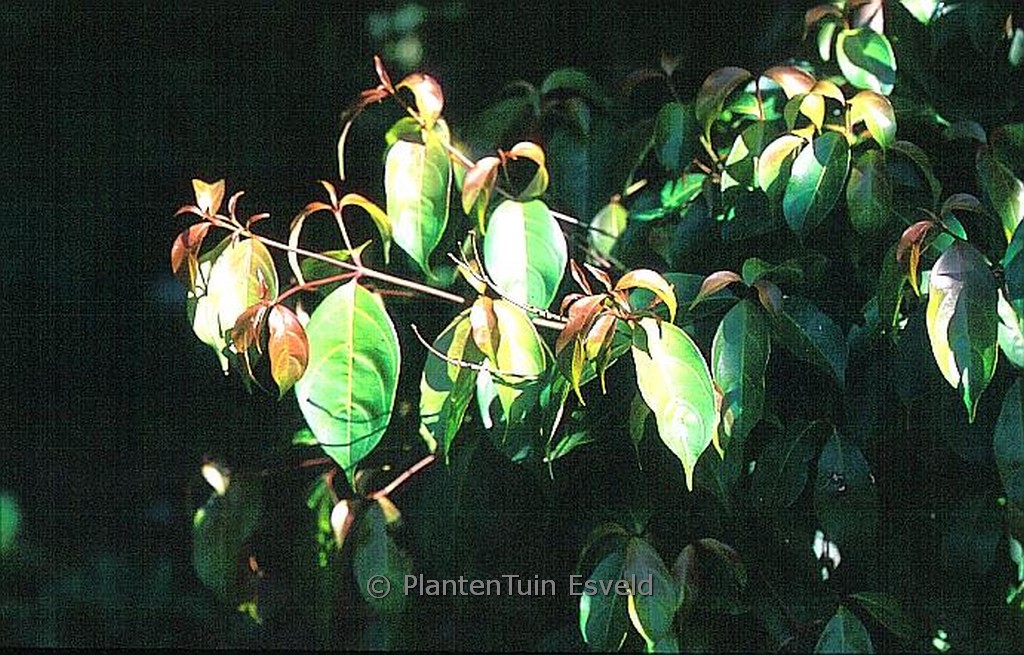 Cornus ‚Summer Passion‘