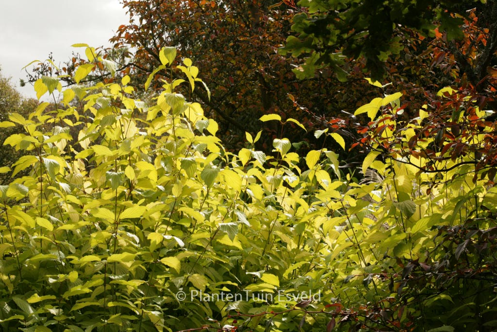 Cornus alba ‚Aurea‘