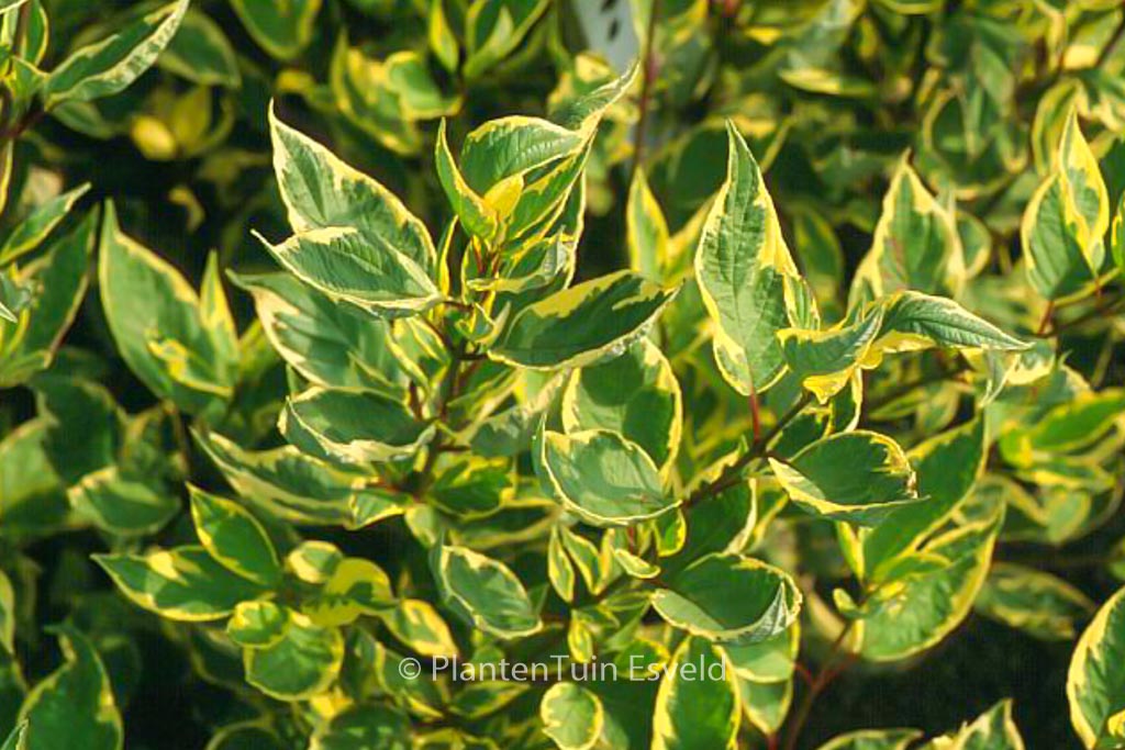 Cornus alba ‚Cream Cracker‘