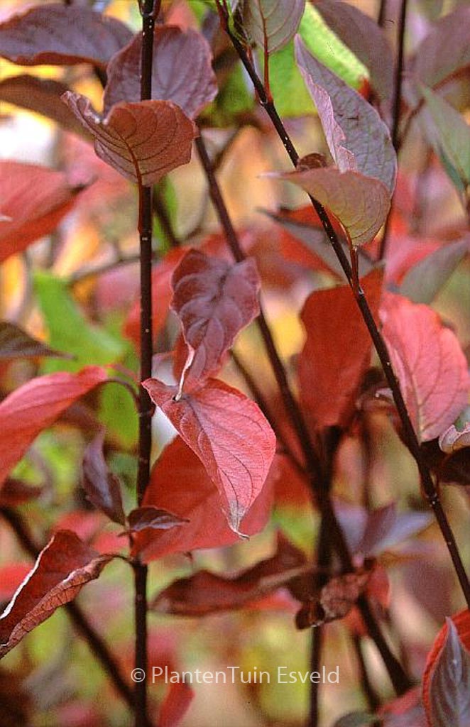 Cornus alba ‚Kesselringii‘