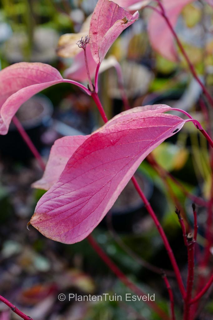 Cornus alba ‚Minbat‘ (BATON ROUGE)