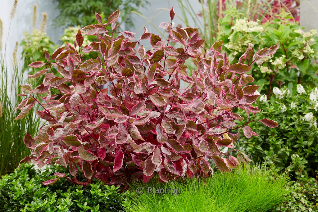 Cornus alba ‚Miracle‘