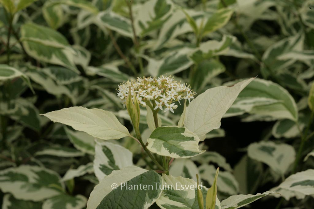 Cornus alba ‚Sibirica Variegata‘