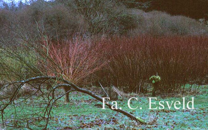 Cornus alba ‚Sibirica‘