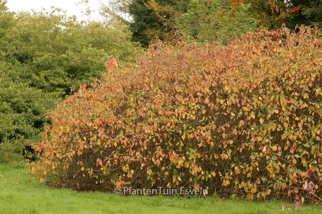 Cornus alba
