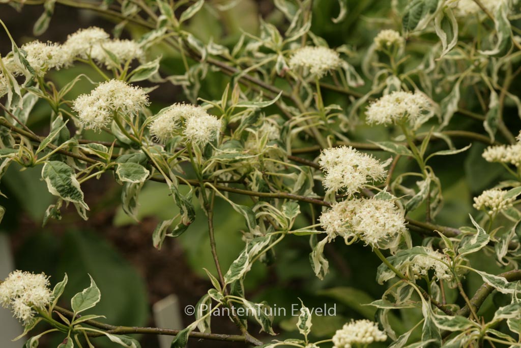 Cornus alternifolia ‚Argentea‘