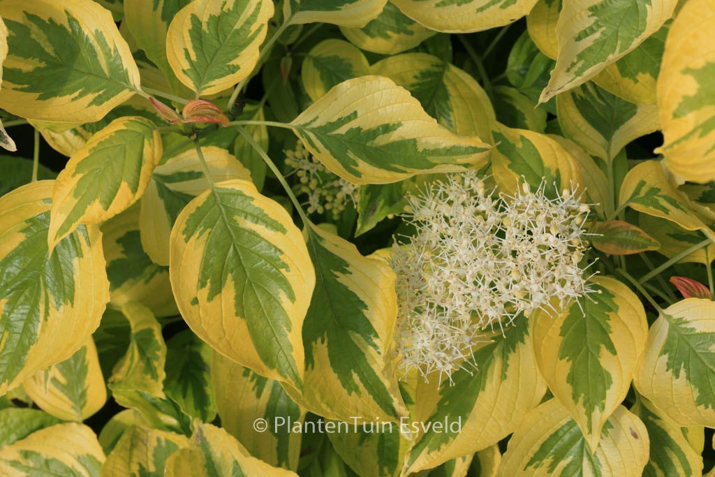 Cornus alternifolia ‚W. Stackman‘ (GOLDEN SHADOWS)
