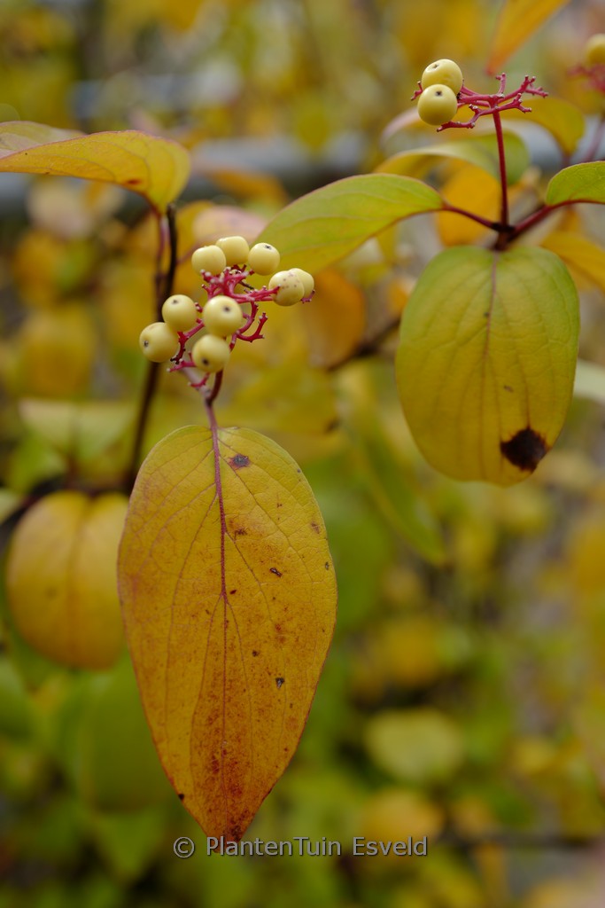 Cornus asperifolia ‚Henval1801‘ (SUNSHINY DROPS)