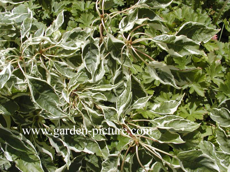 Cornus controversa ‚Variegata‘