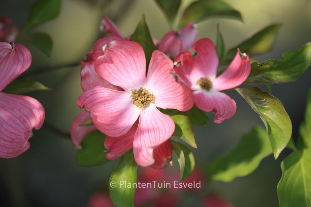 Cornus florida ‚Red Giant‘