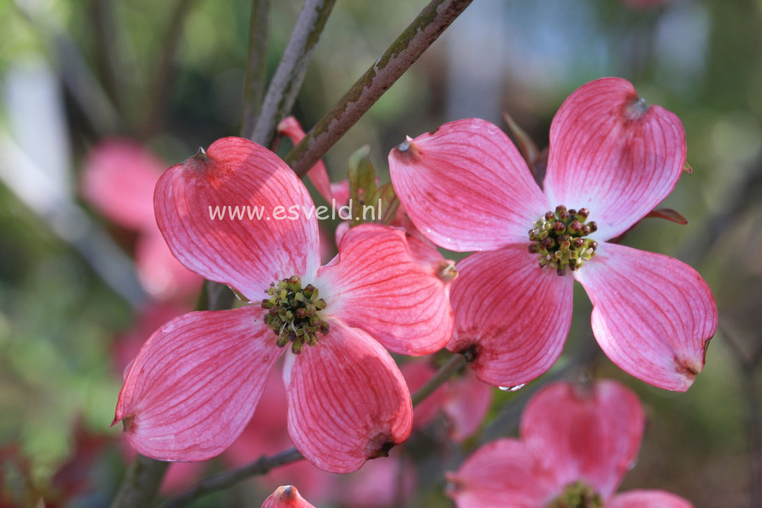 Cornus florida ‚Rubra‘