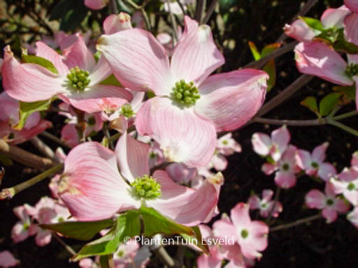 Cornus florida ‚Sweetwater Red‘