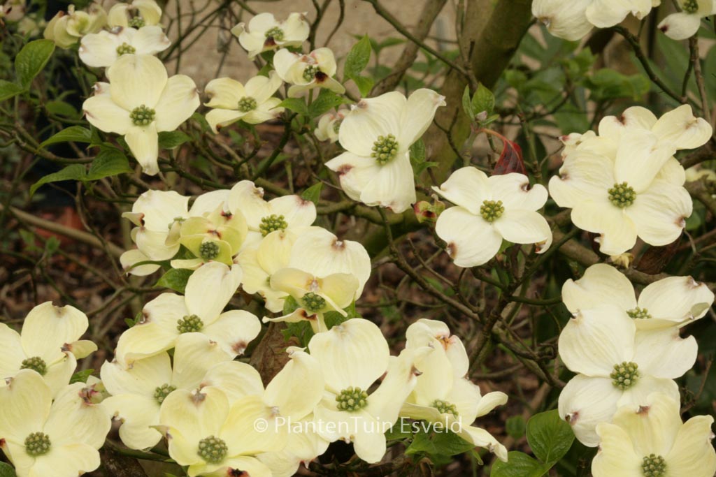 Cornus florida ‚White Cloud‘