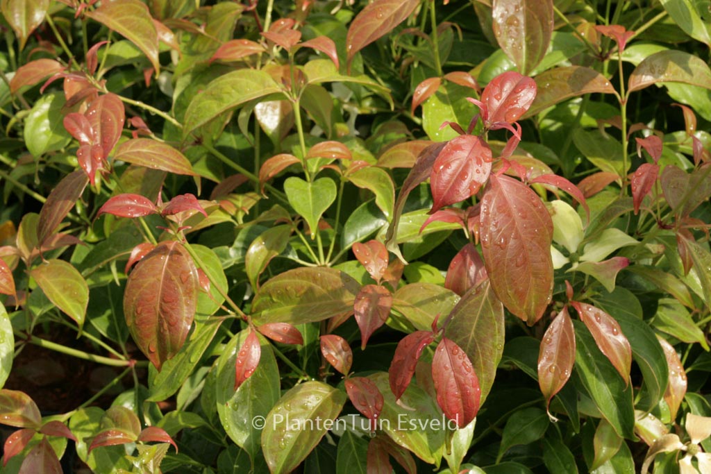Cornus hongkongensis