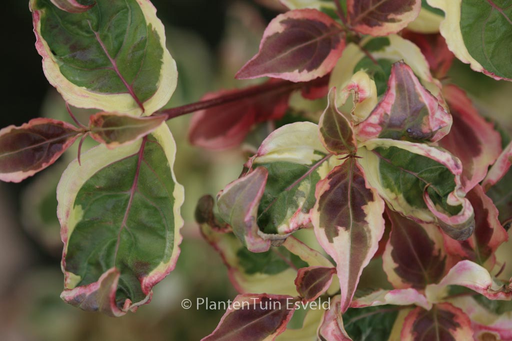 Cornus kousa ‚Akatsuki‘