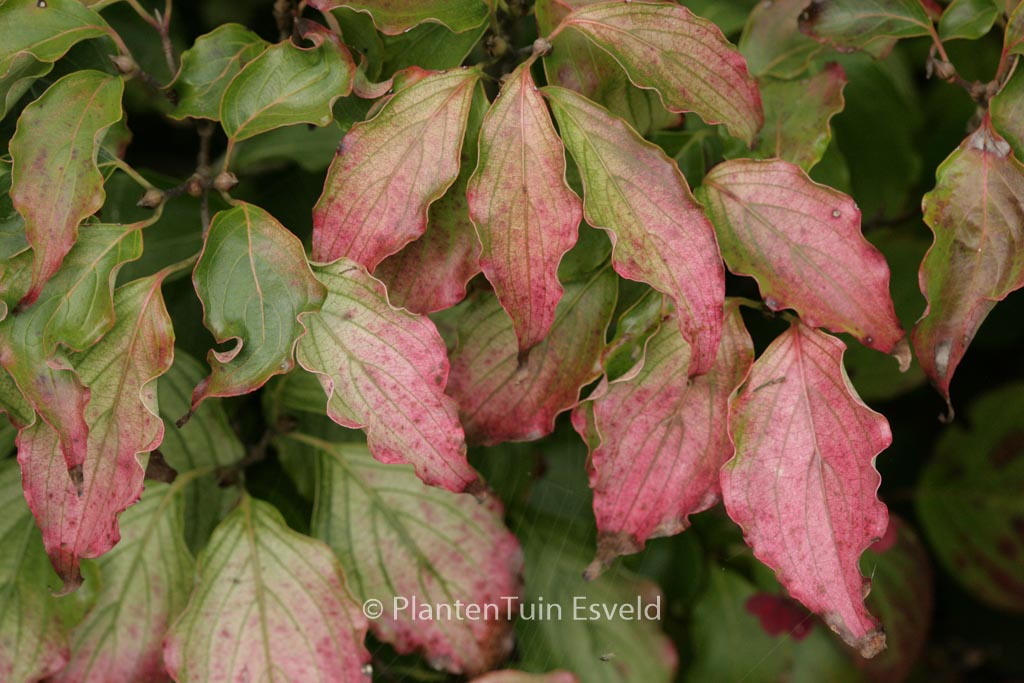 Cornus kousa ‚Autumn Rose‘