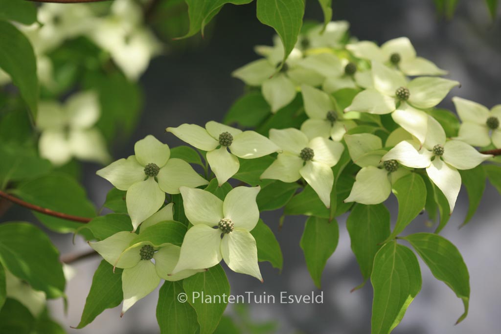 Cornus kousa ‚Big Apple‘