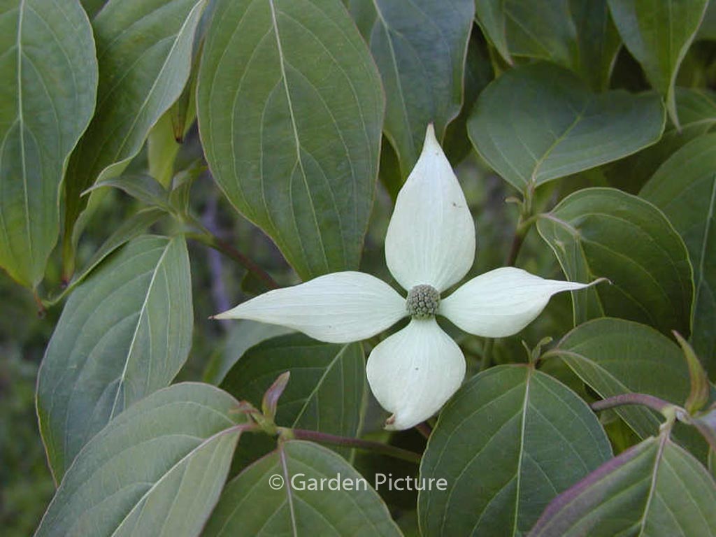 Cornus kousa ‚Blue Shadow‘