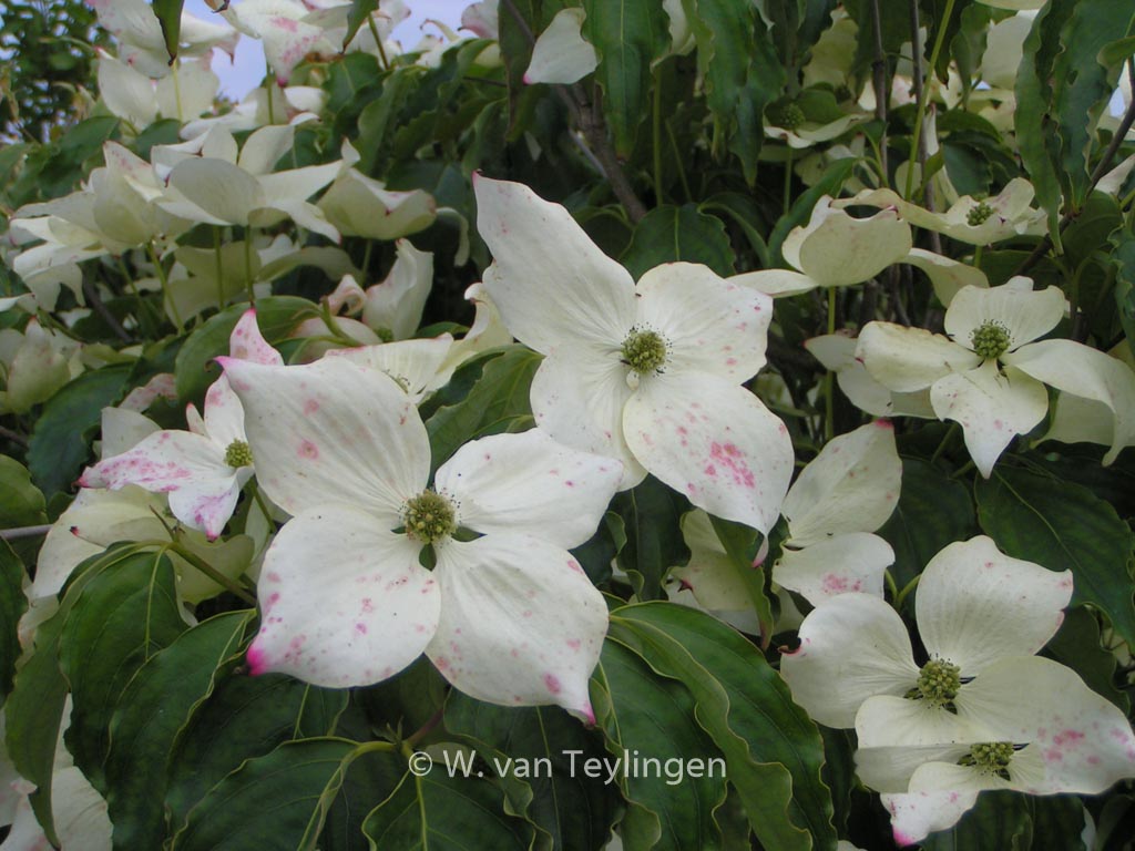 Cornus kousa ‚Bultinck’s Giant Flower‘