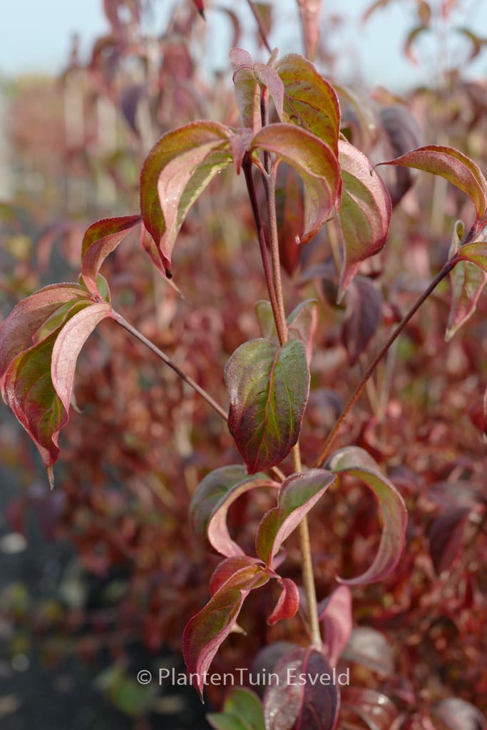 Cornus kousa ‚Cappuccino‘