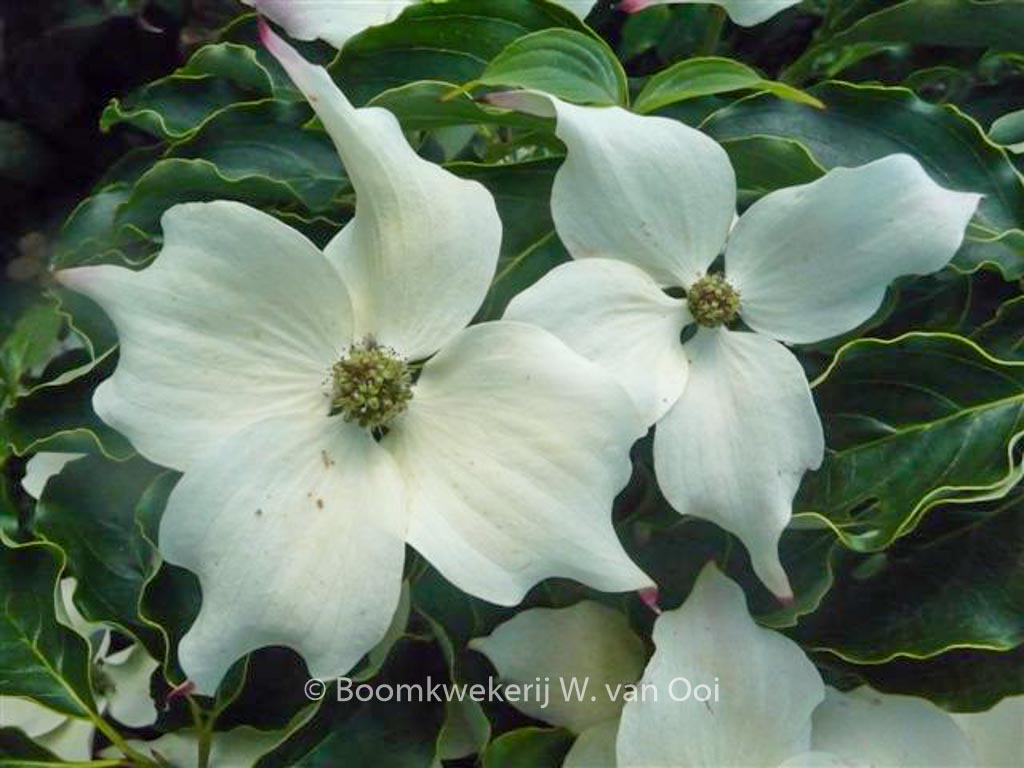 Cornus kousa ‚Cherokee‘