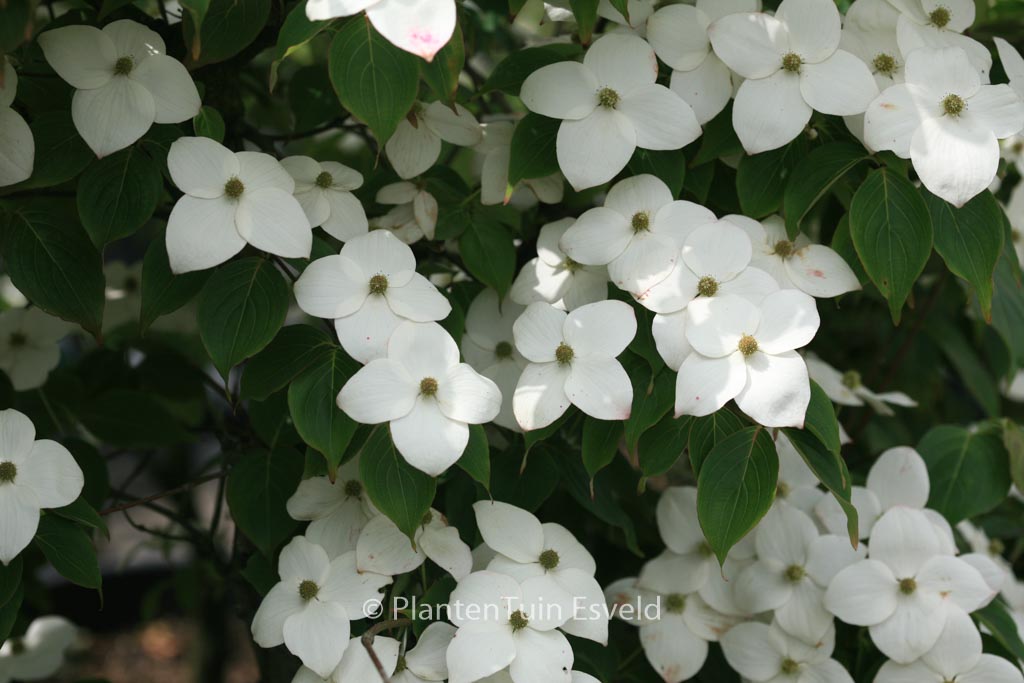 Cornus kousa ‚Claudia‘