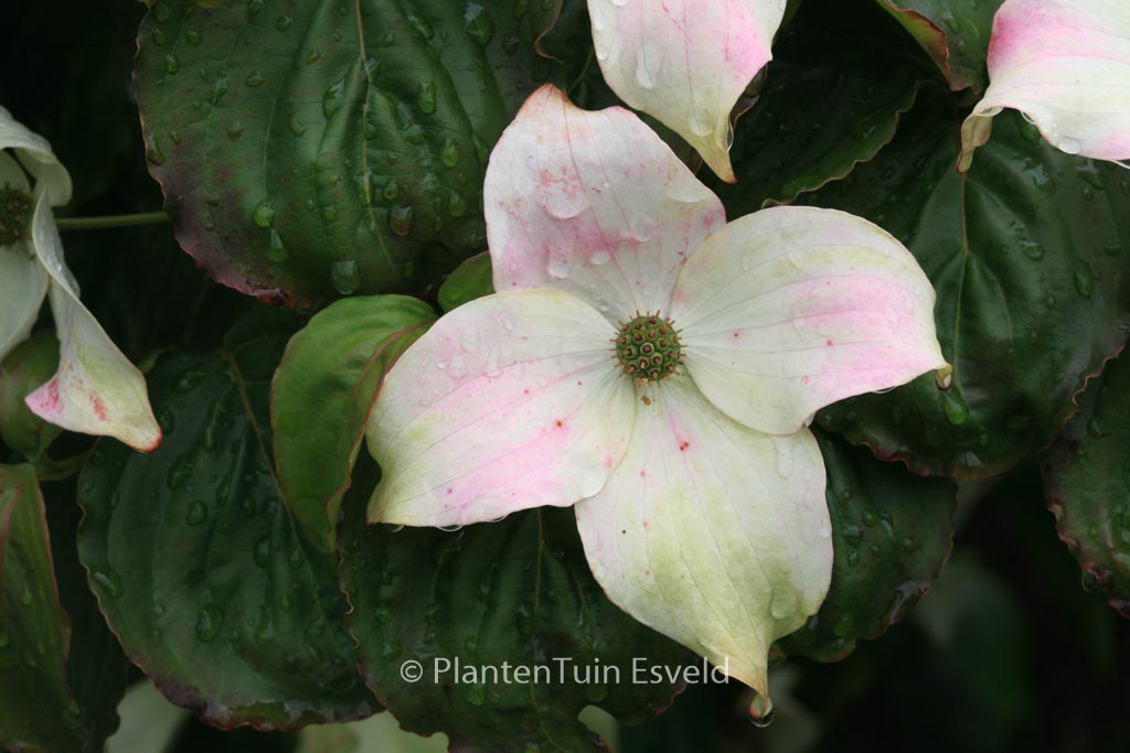 Cornus kousa ‚Ed Mezitt‘