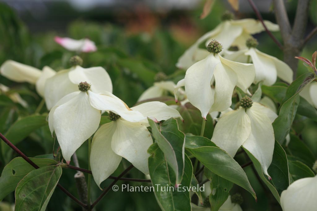 Cornus kousa ‚Fanfare‘